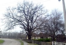 hrast runjani 300 godina