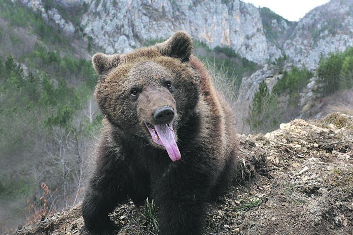 DRAMA NA TARI Kineskinje bile zavejane na planini o kojoj su jedino znale da je PUNA MEDVEDA