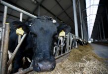 LOZNICA: Veterinarska stanica prodata za 13.347 evra