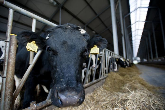 LOZNICA: Veterinarska stanica prodata za 13.347 evra