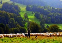 Šta odgajivač treba da zna o dobrobiti ovaca? PRESUDNI ISKUSTVO I VEŠTINE STOČARA