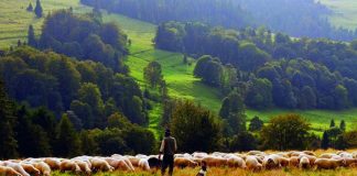 Šta odgajivač treba da zna o dobrobiti ovaca? PRESUDNI ISKUSTVO I VEŠTINE STOČARA