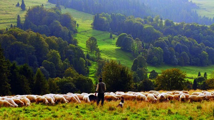 sta-odgajivac-treba-da-zna-o-dobrobiti-ovaca-presudni-iskustvo-i-vestine-stocara Šta odgajivač treba da zna o dobrobiti ovaca? PRESUDNI ISKUSTVO I VEŠTINE STOČARA