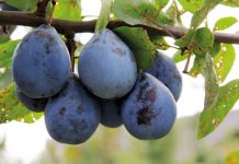 O domaćim sortama šljive: PREDNOST RODNIM I SAMOOPLODNIM