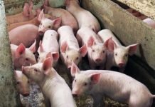 U Srbiji nije registrovana afrička kuga svinja ZABRANJEN UVOZ IZ ZARAŽENIH PODRUČJA