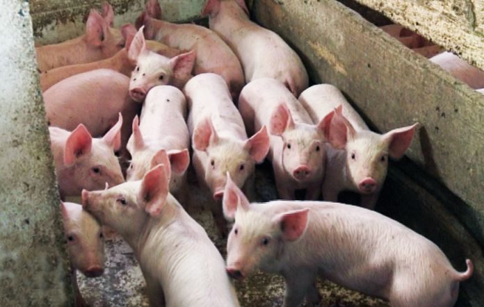 U Srbiji nije registrovana afrička kuga svinja ZABRANJEN UVOZ IZ ZARAŽENIH PODRUČJA
